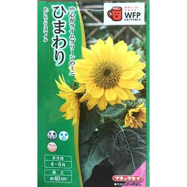上部で枝分かれして花が次々咲く矮性種。タネまき後約55日で開花。無花粉で花持ちもよく長期間楽しめる。花壇では草丈25〜35cm。小鉢で育てると鉢の大きさにあわせて手軽にミニ仕立てが可能！●露地での直まき栽培で草丈40cm程度と、コンパクトに...