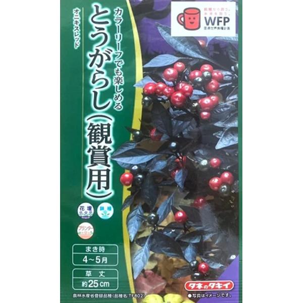 カラーリーフとしても楽しめる黒葉の品種で、1cm程の実はつややかなブラックから鮮やかなレッドへ変化します。株はコンパクトで分枝も良く、寄せ植えにも向いています。※この品種は、観賞用ですので食べられません。