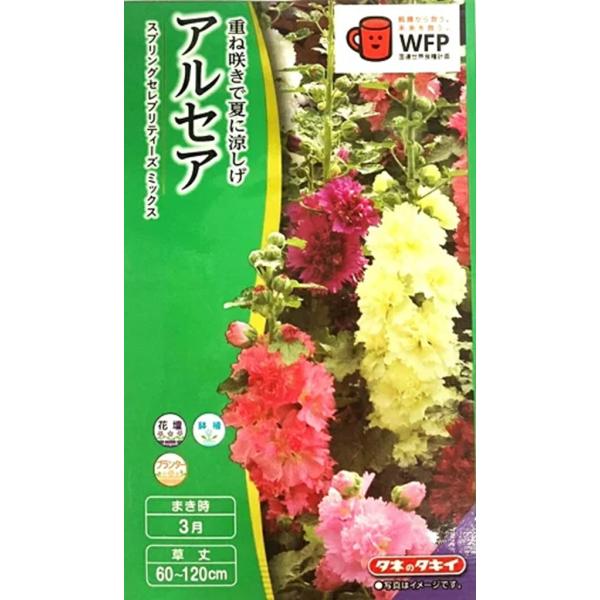 半八重から八重の大輪で豪華な花を咲かせます。通常のアルセアより草丈が低く株元からの分枝も多く大鉢や花壇で特性を発揮します。※一重の花が出現することもあります。