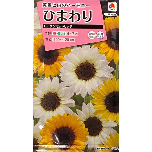 黒芯の3色ミックスです。オレンジ、レモン、ホワイトの調和が美しく映えます。切り花にも使えます。