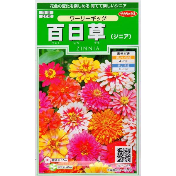 花径約10cmの大輪で、一重〜八重咲きのダリアに似た花型。花弁の先端の色が変化し2色咲きや咲き分けになるユニークな花です。草丈は約60cmで、花壇だけでなく枝切りで切花にも向きます。