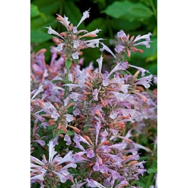 蕾はピーチピンク、花は明るいラベンダーピンクと2色のコントラストがとても可愛いアガスターシェです。芳香があり、1年目に開花します。