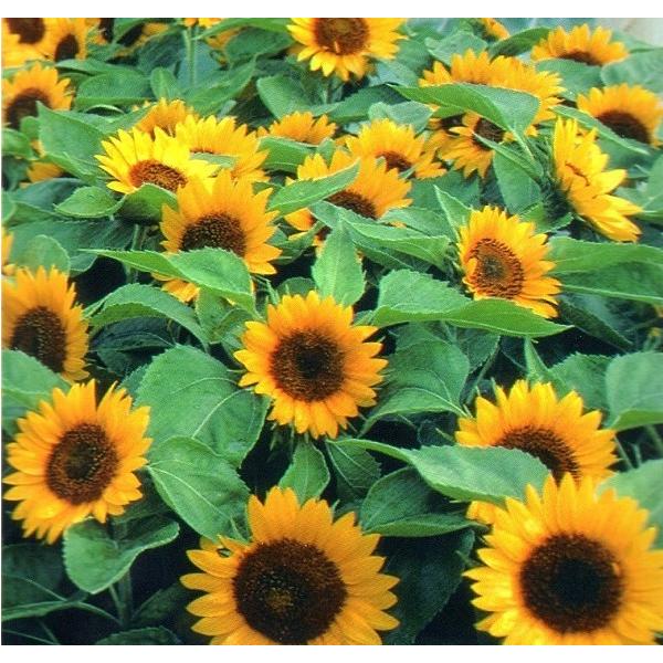 輸入種子 Thompson Morgan Primula Douglas Prize Strain Mixed プリムラ ダグラス プライズ ミックス トンプソン モーガン Hanatane 1355 Gardener S Shop Ivy 通販 Yahoo ショッピング