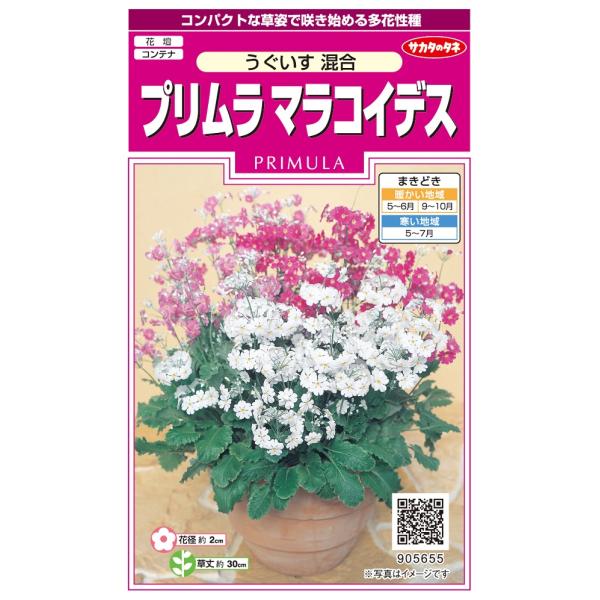 プリムラの仲間の中でも、とくに寒さに強く育てやすい種類です。コンパクトな株のうちからたくさんの花茎が上がり、株をおおいつくすほどに花が咲きます。低い温度を感じて花芽ができるので開花は12月以降です。品種名：うぐいすレッド　　　　うぐいすロー...