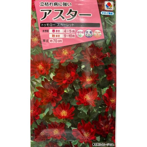 鮮明な赤色。茎質硬く、枝も立性で、作業性よい。フザリウムに強い、花径2〜3cmの小輪半八重品種の早生タイプ。ノーピンチ１本仕立に向き、頂点咲き性強くトップで花がまとまる。基部分枝が少なく、無駄枝が出にくく、密植栽培にも向く。草丈も確保しやすい。