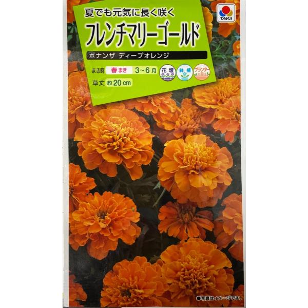 コンパクトな株に5〜6cmの大きな八重咲きの花がを咲かせるタイプです。濃橙色で、早くから花をつけ、大株になっても株姿がくずれにくく、花壇・プランター・鉢植えに最適です。