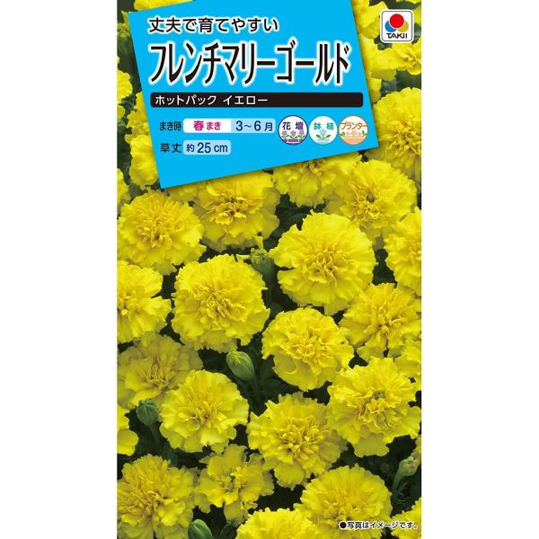 4cm程の花がたくさん咲きます。草姿がコンパクトにまとまり、プランターでの寄せ植えにも使いやすい品種です。鮮やかな黄色の花をたくさん咲かせ、夏花壇を彩ります。
