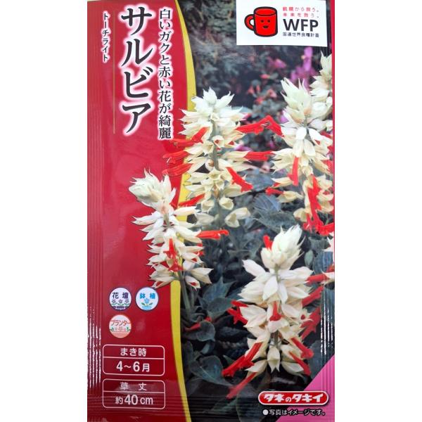 白いガクに緋赤の花をつけるツートンカラーの珍しいサルビアです。草丈１５cmから咲きはじめます。