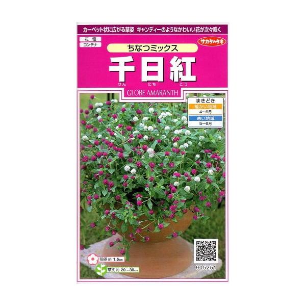 草丈は約20cmと低いまま、旺盛な分枝力で株張りが約50〜60cmにもなります。真夏の暑さや乾燥に強く、小さな花を次々と咲かせます。花壇やコンテナ、ハンギングバスケットにも向き、寄せ植えでのアレンジメントも楽しめます。