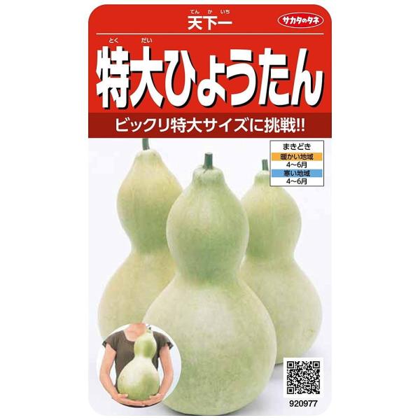 日よけ・観賞用のほか、果実を加工して置物やおもちゃにして楽しめます。果実は最大で50cm以上になります。大物を作るには1株1果とし、果実をネットや台で支えます。※本品は食用ではありません。