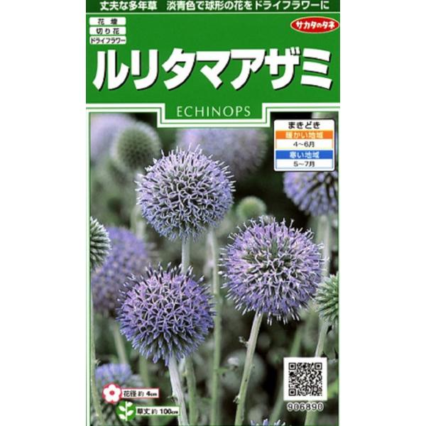 夏に淡青色で球形のユニークな花が咲きます。寒さ暑さともに強く、殆どの地域で多年草になる丈夫な草花です。ドライフラワーとしても人気があります。