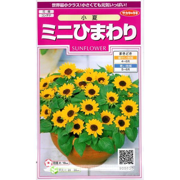 ひまわり 向日葵 の育て方 初心者にもわかりやすい 農業 ガーデニング 園芸 家庭菜園マガジン Agri Pick