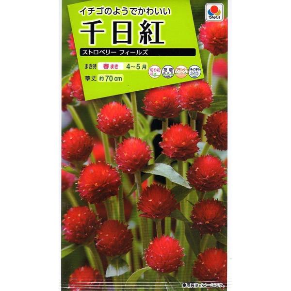 黄花千日紅の改良種。分枝力が旺盛で、たくさんの花をつけます。暑さに強く長期間咲き続け、切花やドライフラワーに最適です。