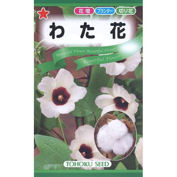 日本の風土に適した和綿種です。育てやすく、花だけでなく花が咲いた後のコットンボールがユニークな花材として重宝されています。