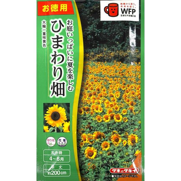 草丈が1.5mを越え、花径は30cmにもなる大型の品種です。ひまわり畑を作りたい方におすすめのお徳用パックです。切花にもどうぞ！