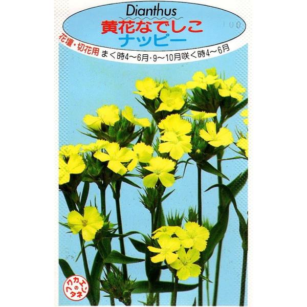 作り易い耐寒性二年草として扱われ、古くより親しまれています。草丈50〜60cmで花壇、切花に適します。