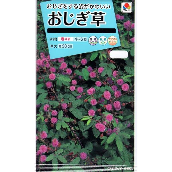 葉に触れるとさっと葉をたたんでおじぎをする、おもしろい草花です。<br>特に子供たちに人気があります。一度たたんだ葉はしばらくすると元に戻ります。<br>茎にトゲがあるので注意をしてください。
