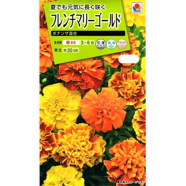コンパクトな株に5〜6cmの大きな八重咲きの花を咲かるタイプです。早くから花をつけ、大株になっても株姿がくずれにくく、花壇・プランター・鉢植えと幅広く楽しめます。