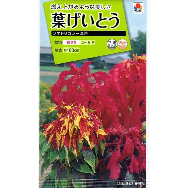夏から秋にかけて、新しい葉が紅色や黄色へと鮮やかに彩られ、株全体が燃え上がるような美しさを呈します。花壇にもってこいの品種です。