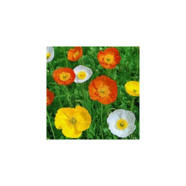 明るくポップなカラーが素敵なアイスランドポピー 種子 アイスランドポピー 10ml 日本タネセンター 代購幫