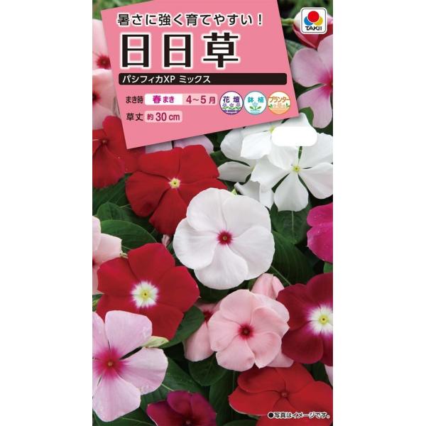 花径5cm程度の花弁の重なりのよい巨大輪咲きです。株元からよく分枝し、コンパクトにまとまり、暑さと乾燥に強い育てやすい人気種です。各色の性質が揃い開花差も少なくなりました。