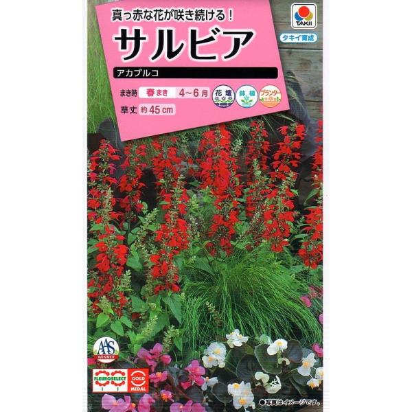 最短50日で開花する超早生種。草丈は約45cm程度の矮性種で、分枝性に優れます。性質が強く春から晩秋まで咲き続けます。オールアメリカセレクションズ受賞、フロロセレクト金賞受賞種。
