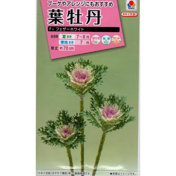 yqztO F1 tFU[zCg ^LCc̃^l