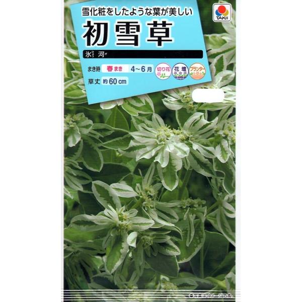 夏に葉のフチが白く色づきます。本種は着色が早い品種です。また、切り花として楽しむ場合、切り口は水洗いして、汁が皮膚に触れないようにしてください。