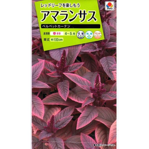 赤い色が特徴のアマランサス。地植えして大きく育てると、とても存在感があります。花が咲いてから切花としても楽しめます。