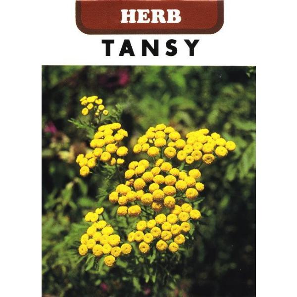 ジンジャープランツ、ビターボタン、センティッドファーンとも呼ばれるキク科の多年草です。和名をヨモギギク（蓬菊）といいます。全草に毒性があるため食用には用いられません。葉茎をドライフラワーや染料として利用します（食べないように注意しましょう）...