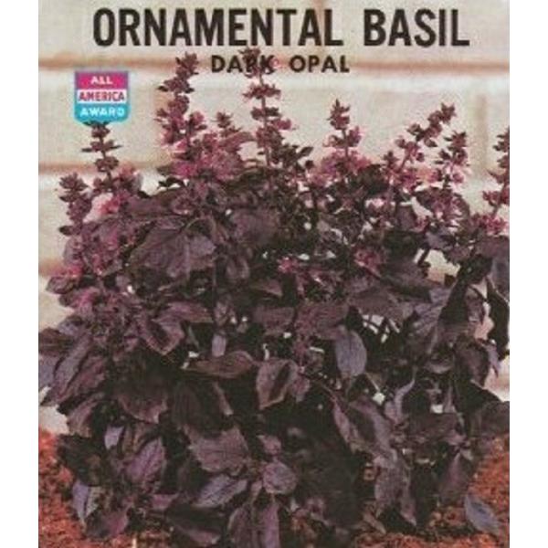 シソ科の一年草。葉は暗紫色で花はピンク。葉・茎を料理やハーブティーに利用します。葉色を活かしビネガーやオイル、リキュールの色付け、香り付けにも使われています。鮮やかな姿は花壇にもおすすめです。※本種は品種の特性上、緑色が約1〜2割発生します...
