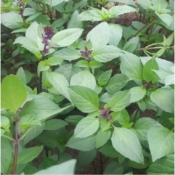 1.一般種と比較し、低温下でも早生で低温障害の出にくい　ホーリーバジル。味、香りはジェノベーゼとは異なる。2.節間はやや長く、分枝も少ない。　ベビーリーフサイズで収穫しても、　しっかりした味わいでサラダミックスにも好適。3.べと病に強く、激...