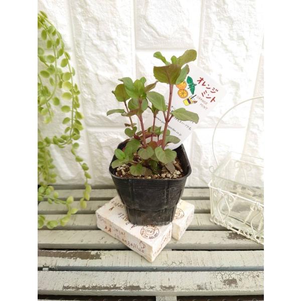 ハーブ苗 オレンジミント 9cmポット 1苗 : Gardener s Shop Ivy - 通販