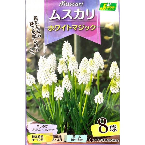 花球根】ムスカリ ホワイトマジック 8球入 カネコ種苗の球根
