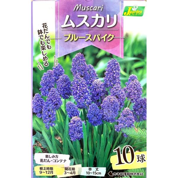 秋植え球根売り尽くしセール！ムスカリは栽培しやすく、春の花壇を華やかに彩ります。小花を密につけてもとても可愛く、花壇の縁どり、チューリップヤスイセンなどとの寄せ植え、コンテナガーデニングなどに最適です。