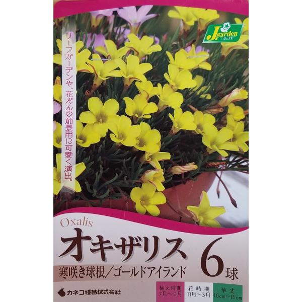 球根 オキザリス Diy 工具の人気商品 通販 価格比較 価格 Com