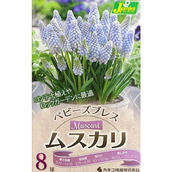 yԋzXJ xr[YuX 8 JlRc̋