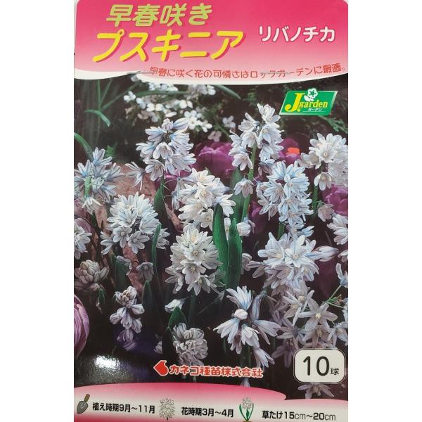 花球根 早春咲きプスキニア リバノチカ 10球入 カネコ種苗の球根 Kyuukon 008 Gardener S Shop Ivy 通販 Yahoo ショッピング