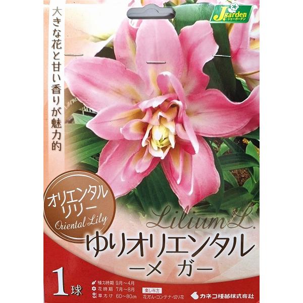 花球根】 オリエンタルリリー ゆりオリエンタル メガ 1球入 カネコ種苗