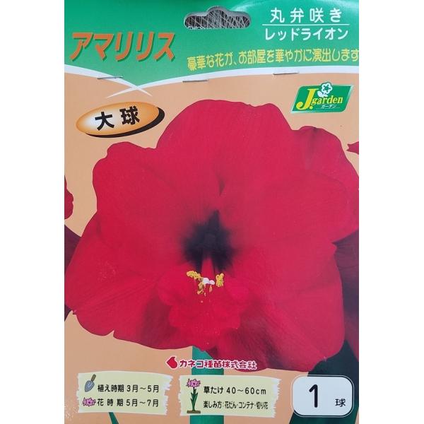 花球根 アマリリス 丸弁咲き レッドライオン 1球入 Dejapan 手数料０円で日本の商品を購買代行 落札代行