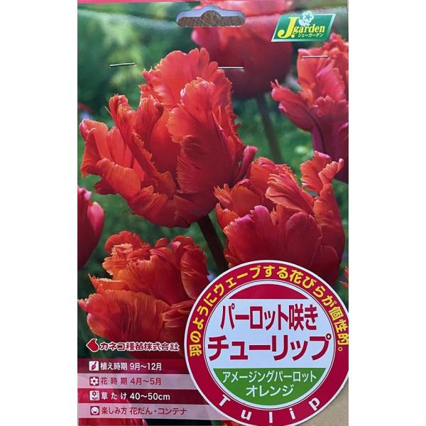花球根 パーロット咲き チューリップ アメージングパーロット 4球入 カネコ種苗の球根