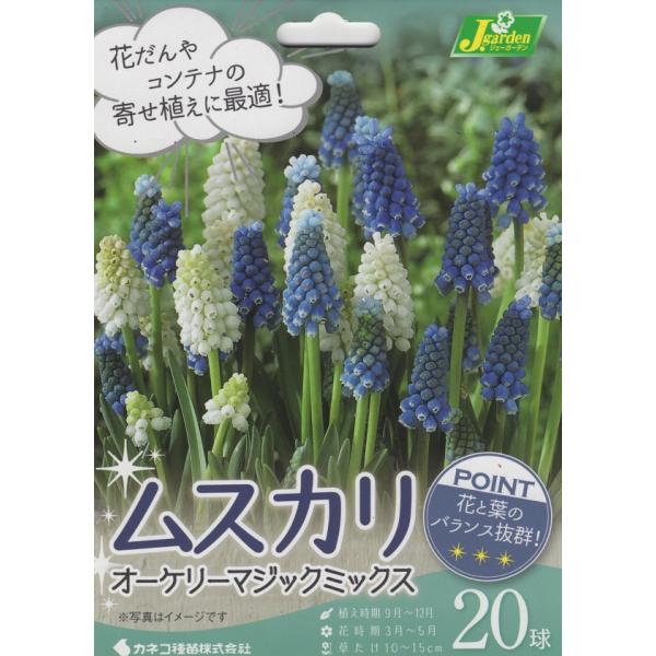 秋植え球根売り尽くしセール！ムスカリは栽培しやすく、春の花だんを華やかに彩ります。小花を密につけてとても可愛く、花だんのふち取り、チューリップやスイセンなどとの寄せ植え、コンテナガーデニングなどに最適です。