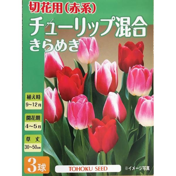 花球根 切花用（赤系）チューリップ混合 きらめき 3球入 トーホクの球根
