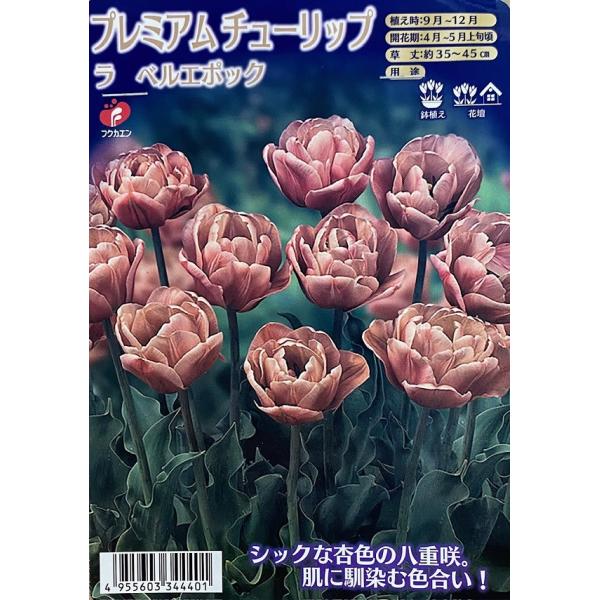 gardeningivy_kyuukon-0260