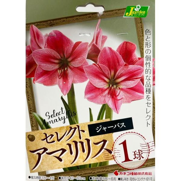 晩春から初夏にかけて咲く豪華な花の王様。植えてから70日位で大輪の花が1茎から3〜4輪咲き大変見事です。切り花としても利用できます。おしゃれなコンテナに植えて簡単に楽しめます。