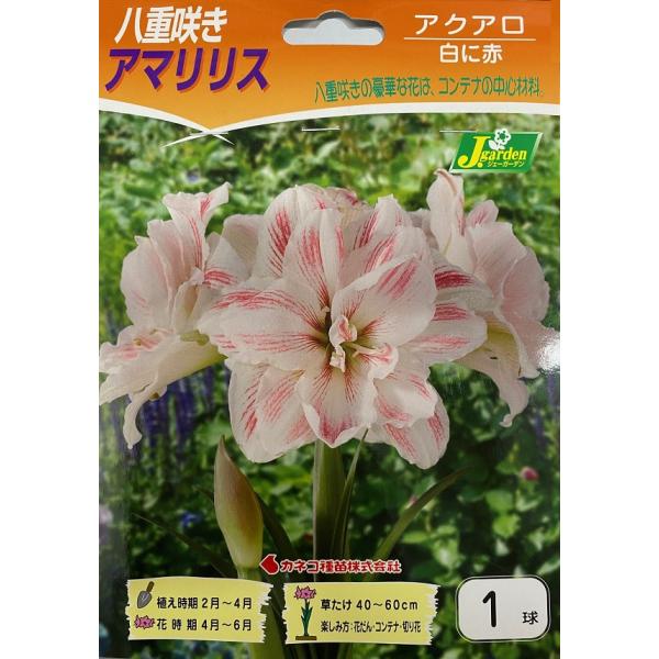 花球根】八重咲きアマリリス アクアロ 1球入 カネコ種苗の球根