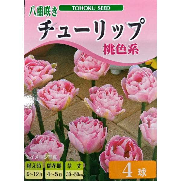 花球根 八重咲き チューリップ 桃色系  4球入 トーホクの球根