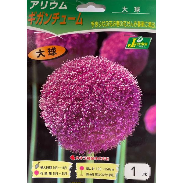 花球根 アリウム ギガンチューム 大球1球入 Buyee 日本代购平台 产品购物网站大全 Buyee一站式代购 Bot Online