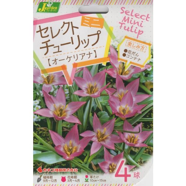 花球根】セレクトミニチューリップ オーケリアナ 4球入 カネコ種苗の