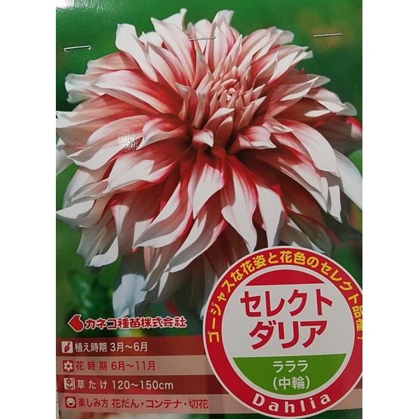 花球根】セレクト ダリア ラララ（中輪） 1球入 カネコ種苗の球根